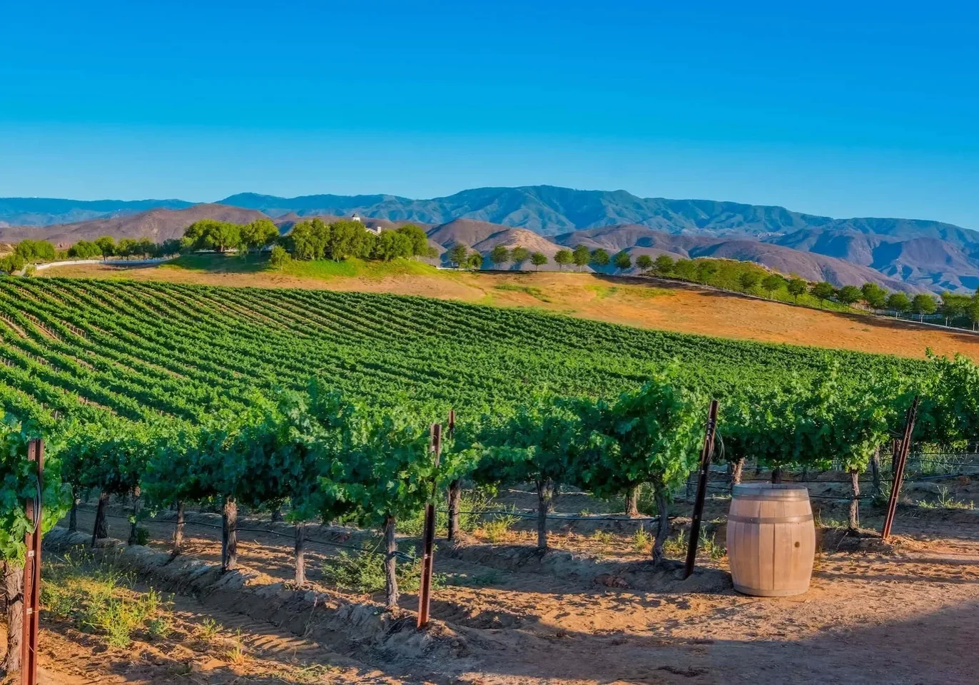 Vineyard rows stretch across rolling hills under a bright blue sky.